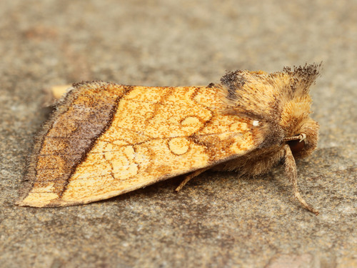 Papaipema rigida Grote, 1877