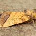 Rigid Sunflower Borer Moth - Photo (c) Michael King, all rights reserved, uploaded by Michael King