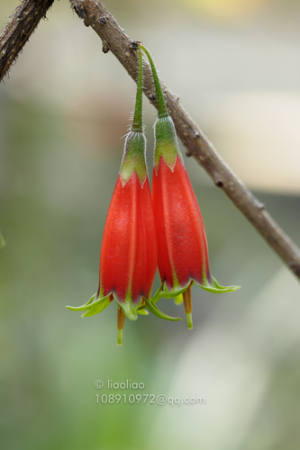 Agapetes lacei