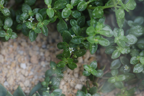 Crassula volkensii