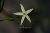 Periploca forrestii - Photo (c) 曾云保, all rights reserved, uploaded by 曾云保