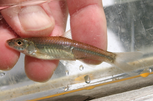 Silverjaw Minnow