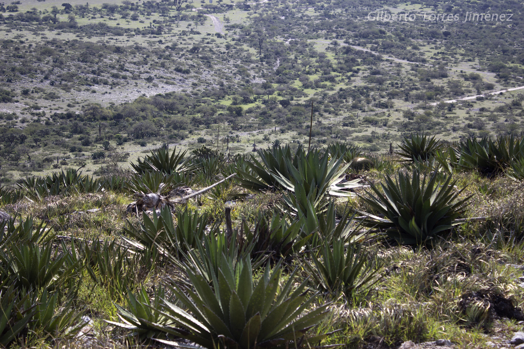 Agave obscura