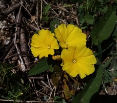 Camonea umbellata image