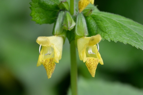 Salvia cynica thumbnail