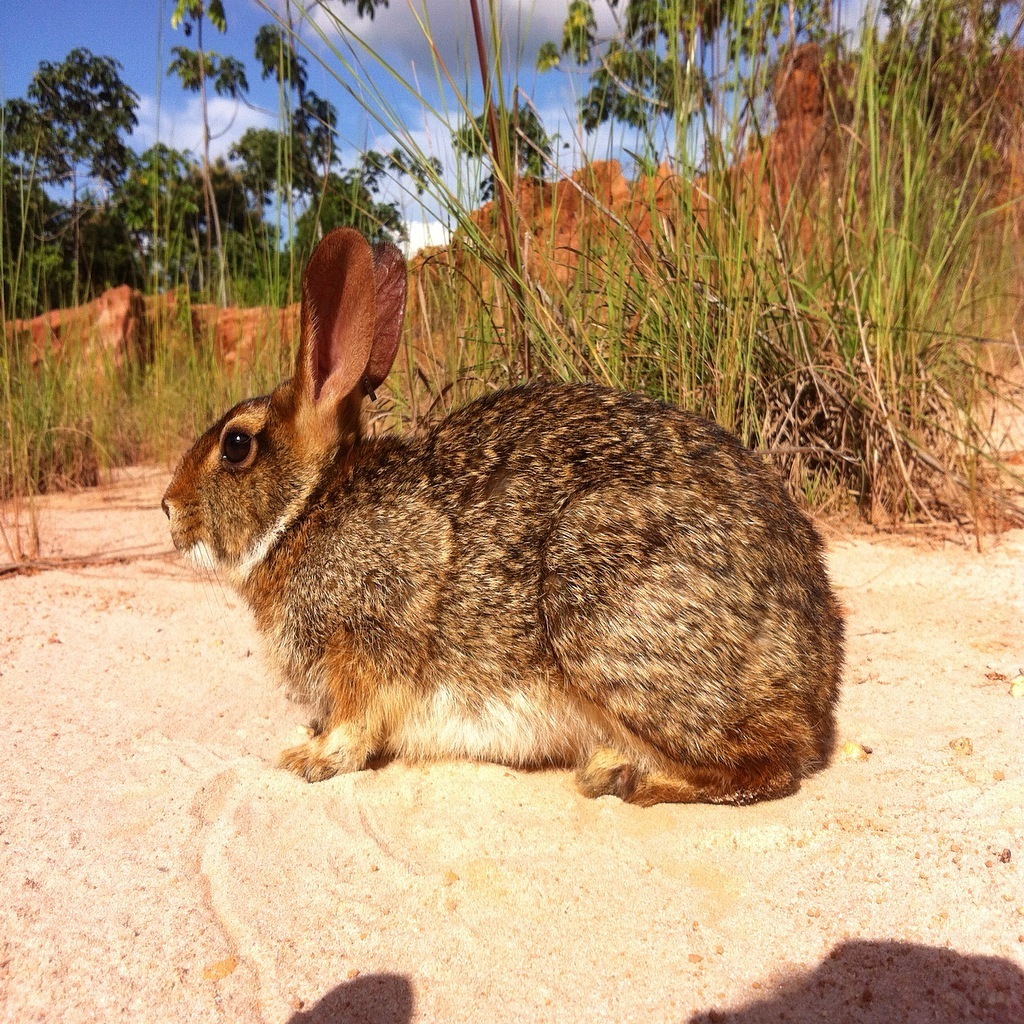 Common Tapeti from Açailândia - MA, Brasil on February 29, 2012 at 03: ...