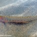 Scaly Sand Darter - Photo (c) Dustin Lynch, all rights reserved, uploaded by Dustin Lynch