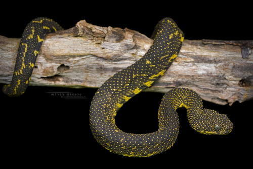 Green Bush Viper (Atheris chlorechis) · iNaturalist Guatemala