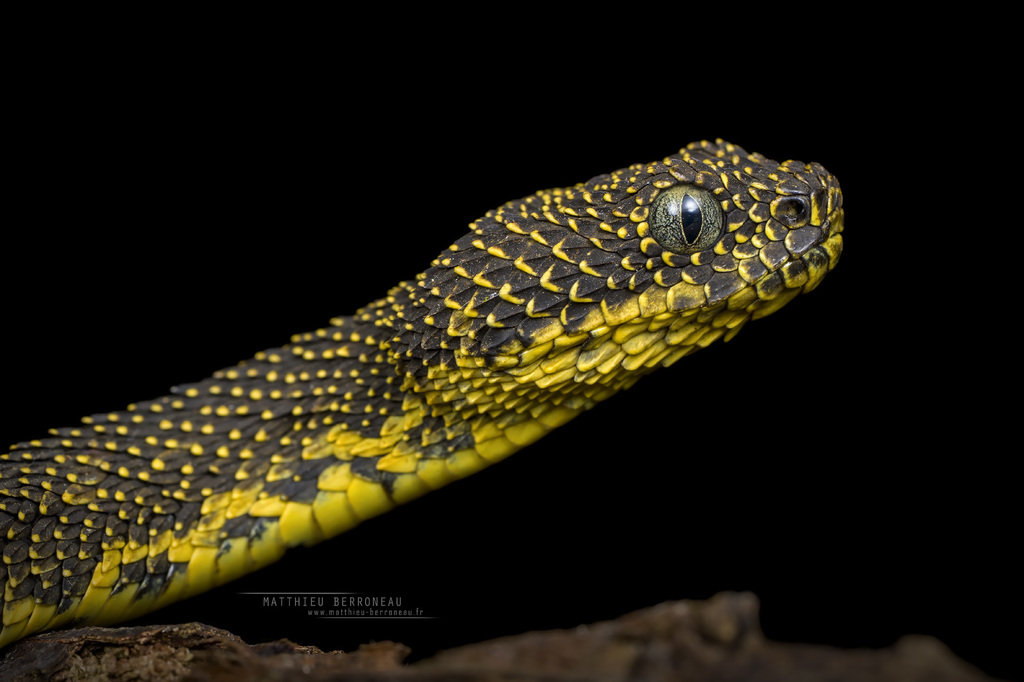 Atheris chlorechis, Green Bush Viper www.matthieu-berroneau…