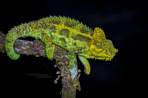 Helmeted Chameleon
