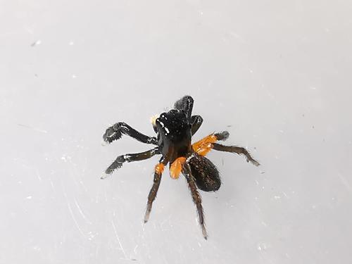 Contrasting Jumping Spider