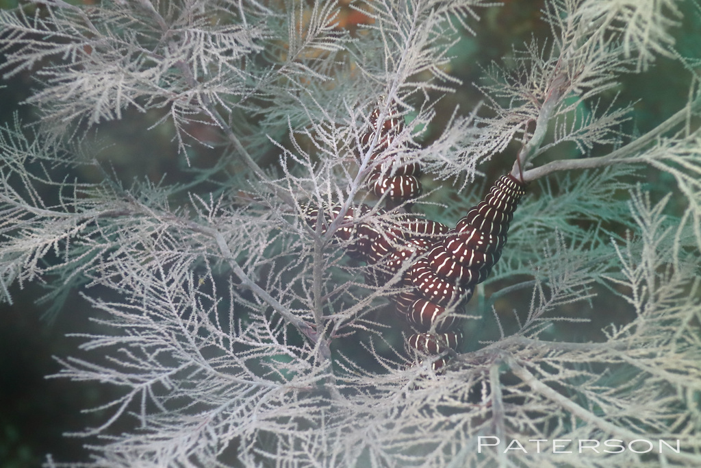 Snake Star