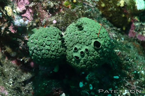 Latrunculia fiordensis