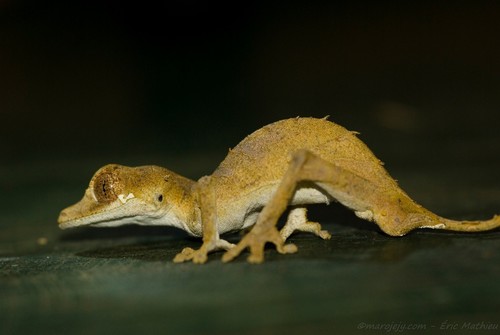 Spearpoint Leaf-tail Gecko