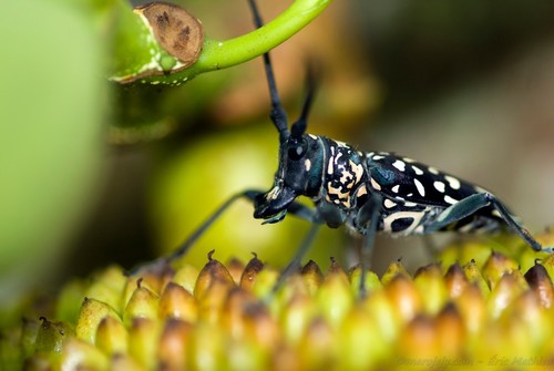 Stellognatha maculata