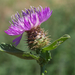 Centaurea lusitanica - Photo (c) EBIOPT, all rights reserved, uploaded by EBIOPT