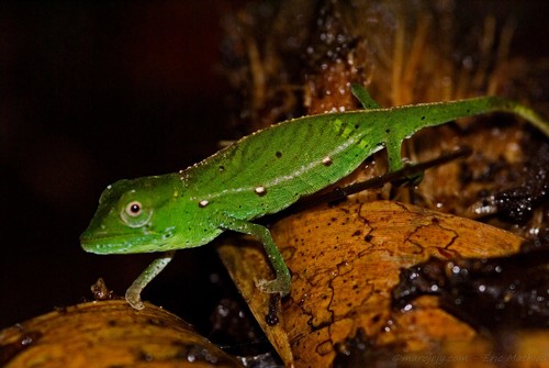 Marojejy Side-striped Chameleon