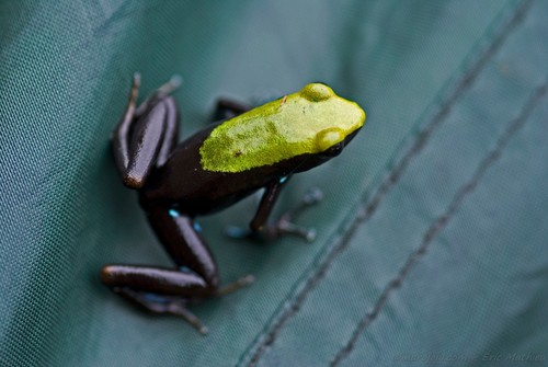 Climbing Mantella