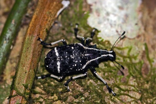 Tophoderes frenatus