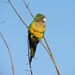 Cactus Parakeet - Photo (c) Vincent, all rights reserved, uploaded by Vincent