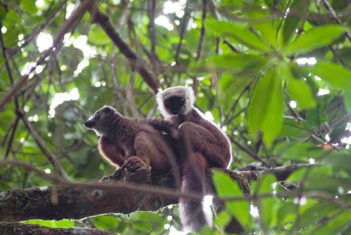 White-fronted Brown Lemur