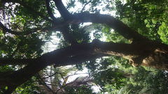 Image of Acrocarpus fraxinifolius