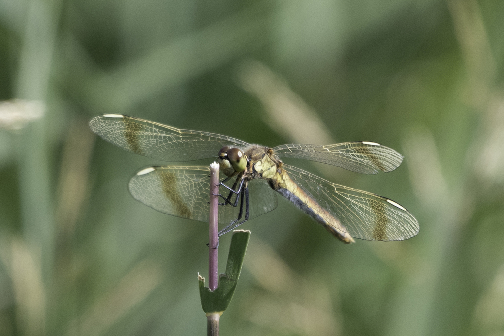 Banded Darter from Mankhan, Mongolia on August 29, 2019 at 12:25 AM by ...