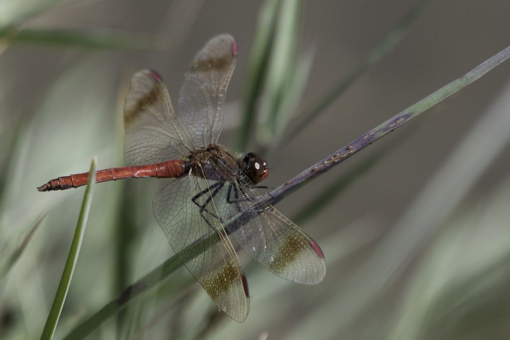 Banded Darter from Mankhan, Mongolia on August 29, 2019 at 12:25 AM by ...