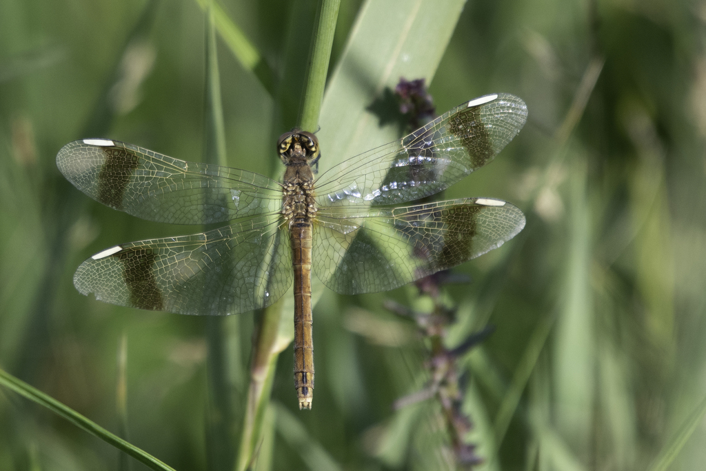 Banded Darter from Mankhan, Mongolia on August 30, 2019 at 12:25 AM by ...