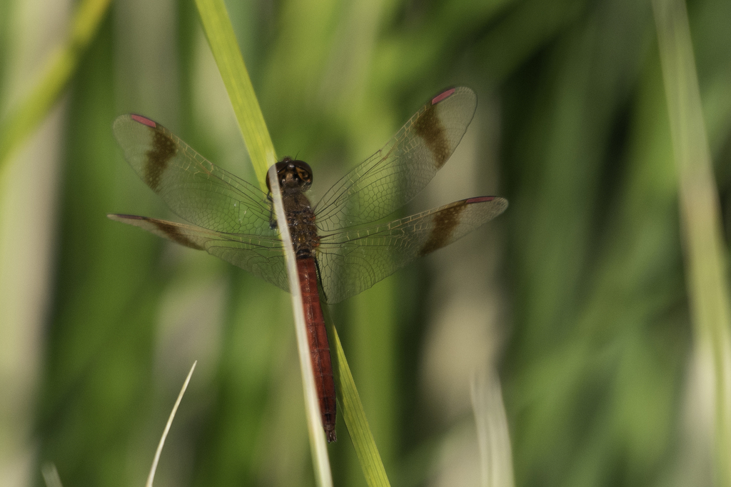 Banded Darter from Mankhan, Mongolia on August 30, 2019 at 12:25 AM by ...