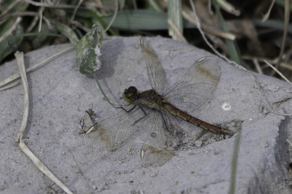 Banded Darter from Mankhan, Mongolia on September 2, 2019 at 12:25 AM ...