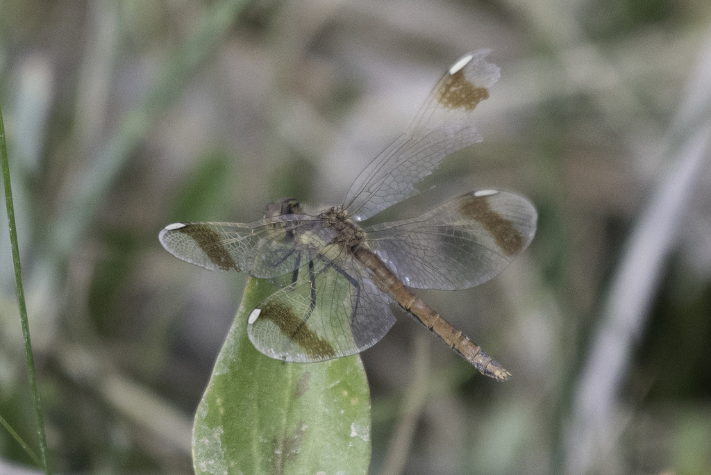 Banded Darter from Mankhan, Mongolia on September 2, 2019 at 12:25 AM ...