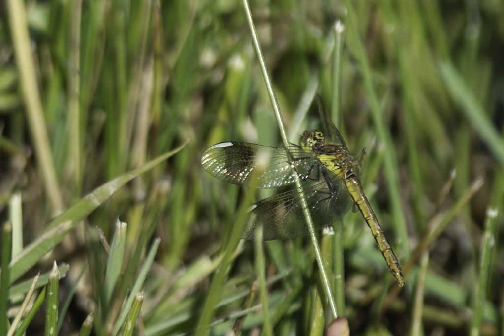 Banded Darter from Khoroo 20, Ulaanbaatar, Mongolia on September 12 ...