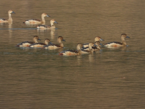 Lesser Whistling-Duck
