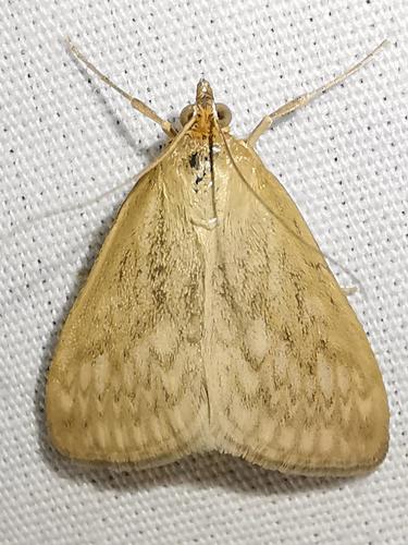 Dimorphic Sitochroa Moth