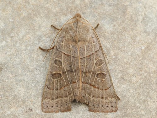 Waxed Sallow