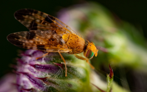 Xyphosia miliaria nuotrauka