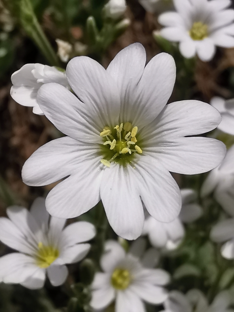 Field mouse-ear