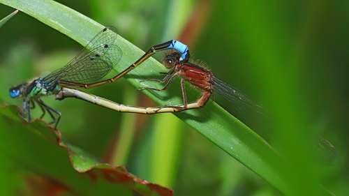 Iberian Bluetail