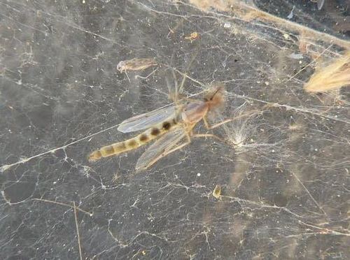 iNaturalist observation photo of Chironomus