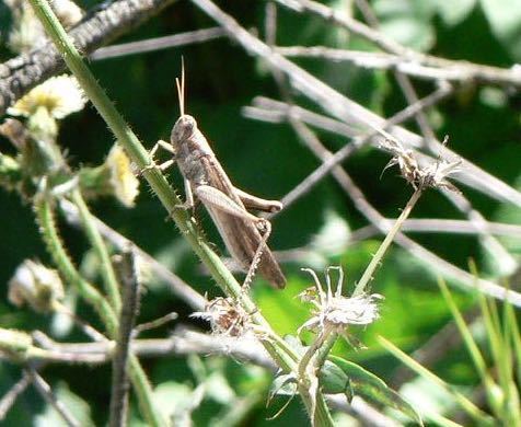 iNaturalist observation photo of Gray Bird Grasshopper
