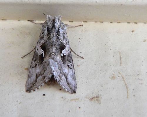 iNaturalist observation photo of Alfalfa Looper