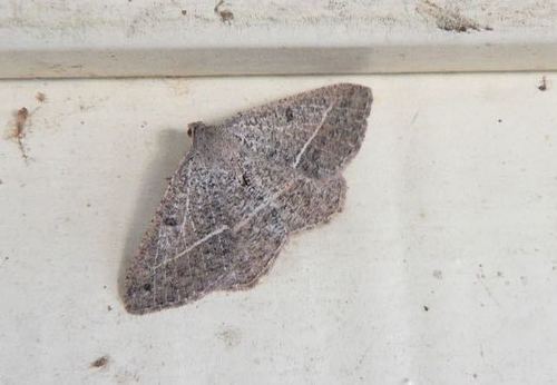 iNaturalist observation photo of Pale-lined Angle