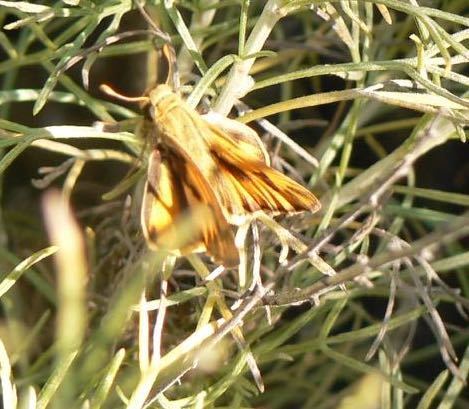 iNaturalist observation photo of Fiery Skipper