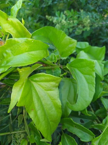 Mikania glomerata