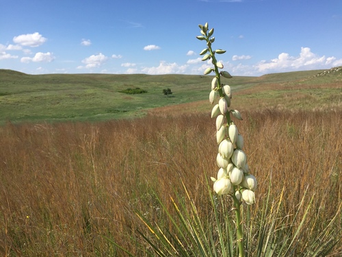 Great Plains yucca