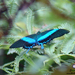 Papilio blumei - Photo (c) Stijn De Win, todos los derechos reservados