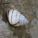 Banded Tree Snail - Photo (c) Gordon Dietzman, all rights reserved, uploaded by Gordon Dietzman