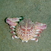 Globose Sand Crab - Photo (c) Jeff, all rights reserved, uploaded by Jeff