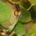 Aristolochia zollingeriana - Photo (c) 小铖/Smalltown, όλα τα δικαιώματα διατηρούνται, uploaded by 小铖/Smalltown